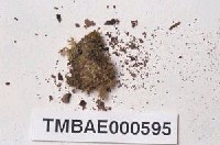 藏品(同葉苔屬)的圖片